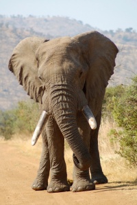 elefant24